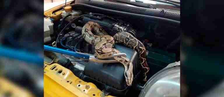 Serpiente de dos metros aparece en el motor de un taxi