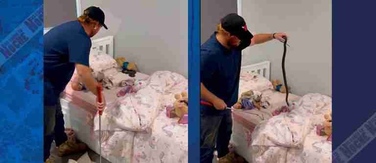 Peligro en casa: hallan serpiente venenosa en la cama de una niña en Australia  