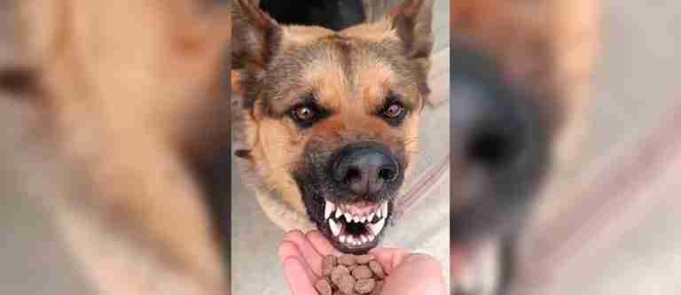 Una segunda oportunidad: la inspiradora historia de Damián, el perro rescatado 