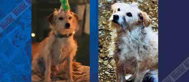 Bobby, el perro estrella de «House of the Dragon» con un pasado conmovedor 