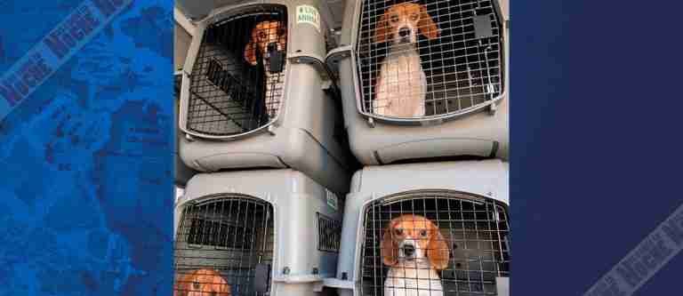 Multan a criadora de perros beagle por experimentar con crueldad animal
