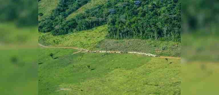 Se archivó proyecto que buscaba una ganadería libre de deforestación