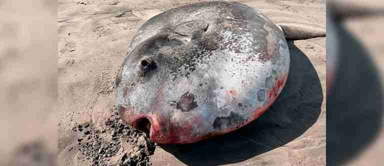 Gigante marino: hallan increíble pez luna de 2,2 metros fuera del océano