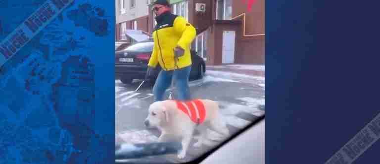 Perro guía “regaña” a conductores por no respetar el paso peatonal
