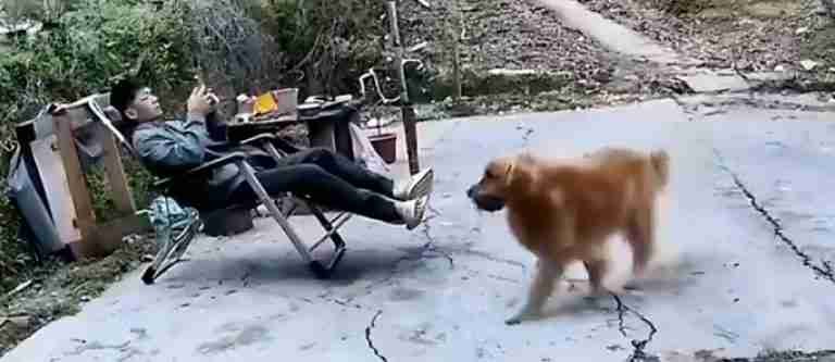 Perro sorprende a su dueño con un nido de abejas en un palo