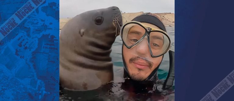 ¡Qué ternura! La viral interacción de un buceador colombiano con lobos marinos en la Patagonia 
