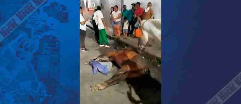Un caballo que era usado para el transporte de carga, falleció en vía pública en Caquetá