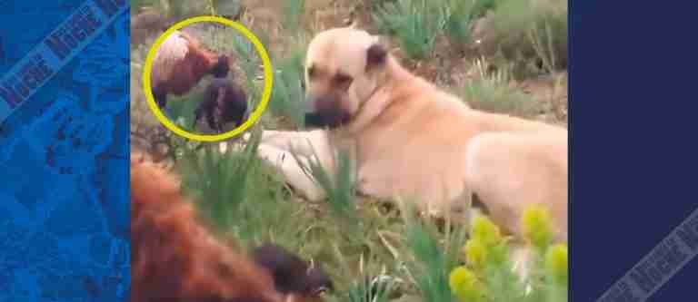 Perro desaparecido regresa como héroe cuidando a una oveja que acababa de parir 