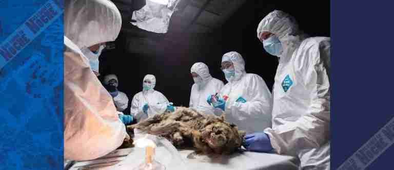 Lobo de 44.000 años hallado en Siberia, deja asombrados a los científicos