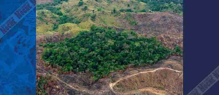 Reducción histórica de la deforestación en Colombia durante 2023