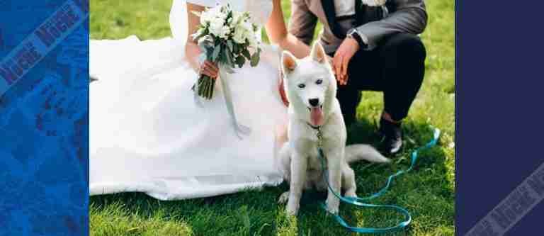 Las mascotas como testigos de boda: la nueva tendencia EE. UU.
