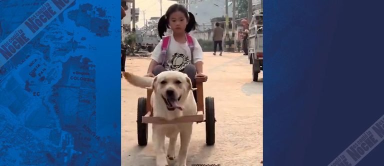 Perro se vuelve viral al llevar a su dueña a la escuela en una carreta hecha a su medida