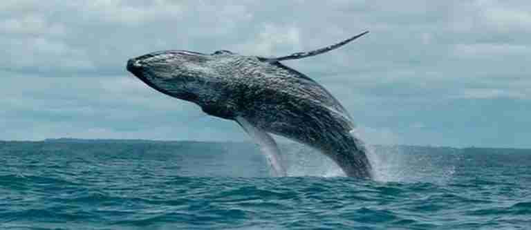 Comienza la temporada de avistamiento de ballenas en el Pacífico Colombiano