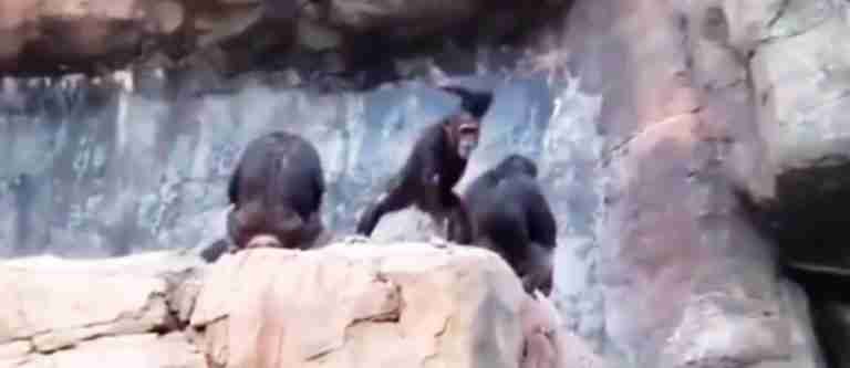 Reacción de madre mono a su hijo en un zoológico desata risas y comparaciones con los humanos