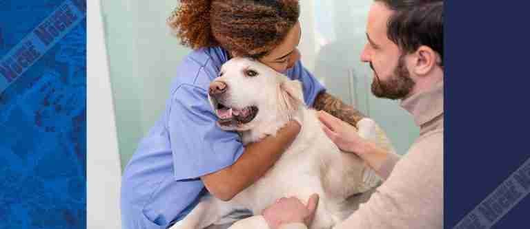 ¿Funcionaría? Proponen usar perros para monitorear la salud humana