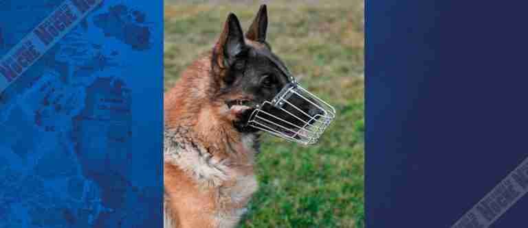 Cómo actuar ante una mordedura de un perro
