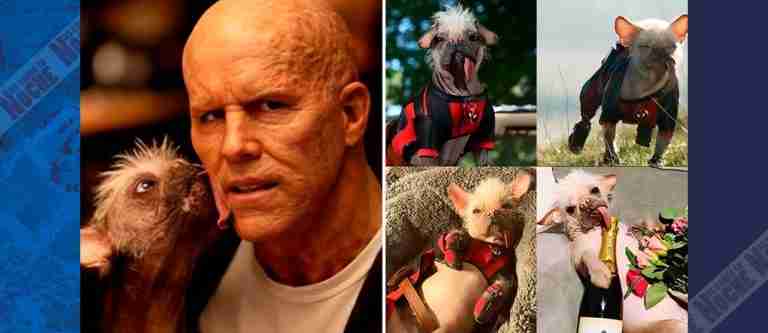El perro más feo del Reino Unido debuta como dogpool en la nueva película de ‘Deadpool’