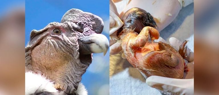¡Un milagro! Nace un polluelo de cóndor de los Andes en la Fundación Jaime Duque