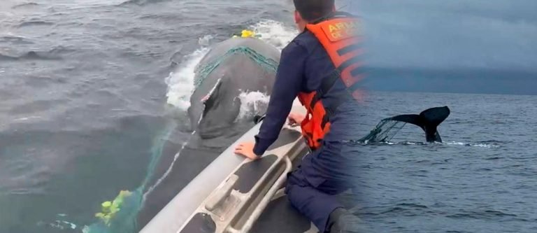 La Armada colombiana libera a una ballena atrapada en una red de pesca en Bahía Solano