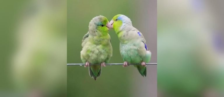 Loros del Pacífico son capturados en un momento mágico bajo la lluvia