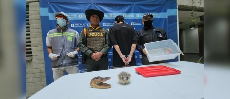 Tenía en su poder una boa constrictor y fauna silvestre disecada
