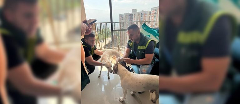 Lo multaron con 10 millones de pesos por maltratar 2 perros en Itagüí