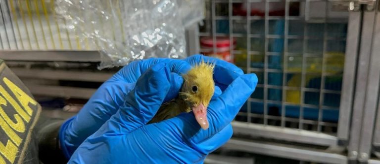 En la Plaza Minorista de Medellín rescataron algunos animales enfermos