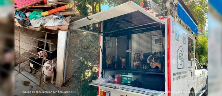 Judicializan a mujer por maltrato animal a 55 caninos en Medellín 