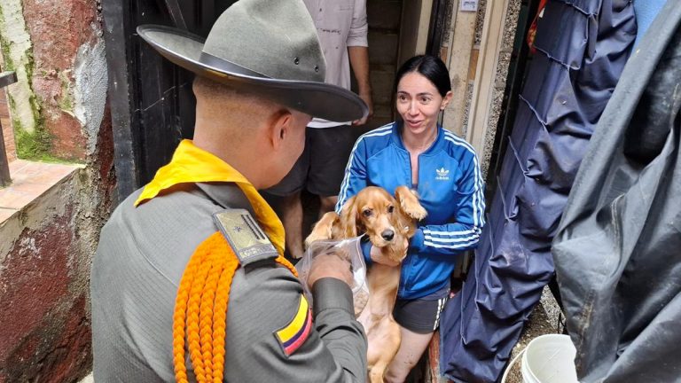 ¡Qué bien! Más de 100 animales de compañía del sector El Sinaí, en Santa Cruz reciben atención tras contingencia