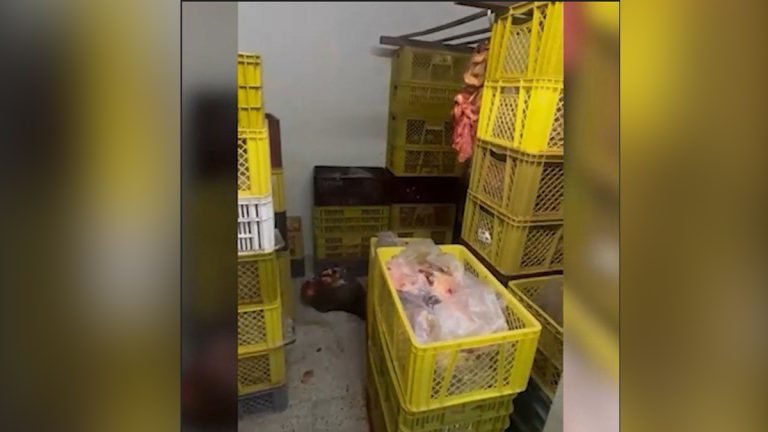 Resumen de noticias de este viernes, donde se destaca la incautación de casi 3 toneladas de carne rancia