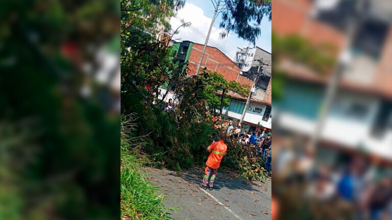 Desplome de árbol en la Avenida 33 dejó 4 personas lesionadas en Medellín  