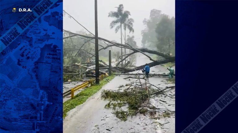 Sin comentarios. Otro árbol cayó en Las Palmas y cerró la vía