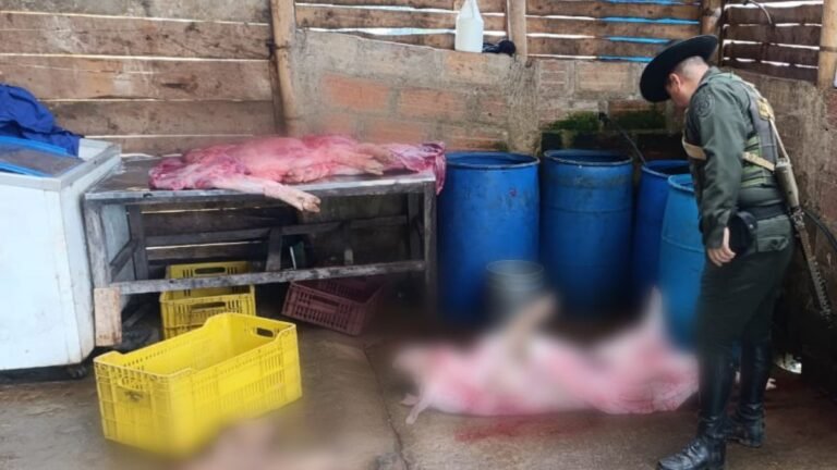 Las autoridades incautaron 3 toneladas de carne ilegal en el noroccidente de Antioquia
