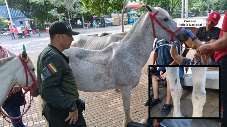 En Medellín rescataron 2 equinos con evidentes signos de maltrato