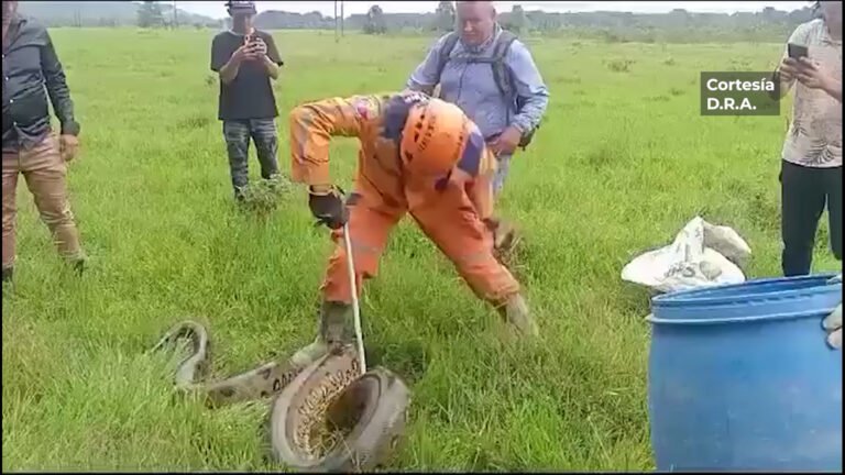 Sin comentarios. En Belén de los Andaquíes, Caquetá, rescataron esta enorme anaconda de aproximadamente 5 metros, la cual fue entregada a Corpoamazonia para su reubicación