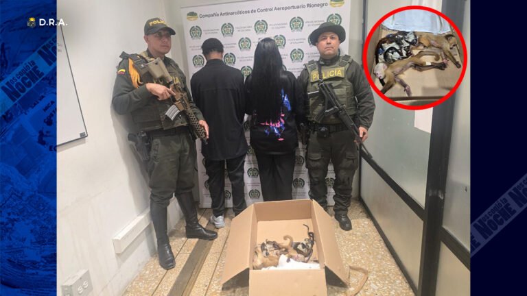 Sedados y camuflados en las partes íntimas, viajeros intentaron sacar 6 primates por el aeropuerto JMC