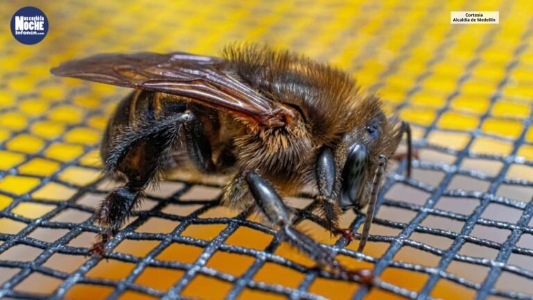 En Medellín encontraron una especie de abejas sin aguijón muy escasa en Colombia