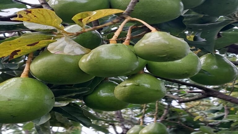 Futuro del aguacate en Colombia