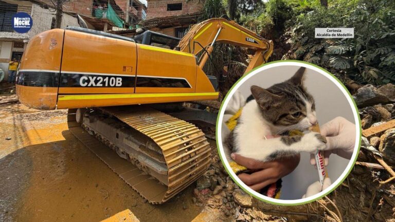 Un felino rescatado del lodo y 20 mascotas atendidas, es el balance de los lanuditos en la emergencia de Santo Domingo Savio