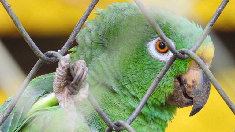 Cuidemos la Fauna silvestre en las vacaciones de mitad de año