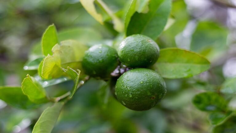 Limón Tahití crece un 8.8% en ventas