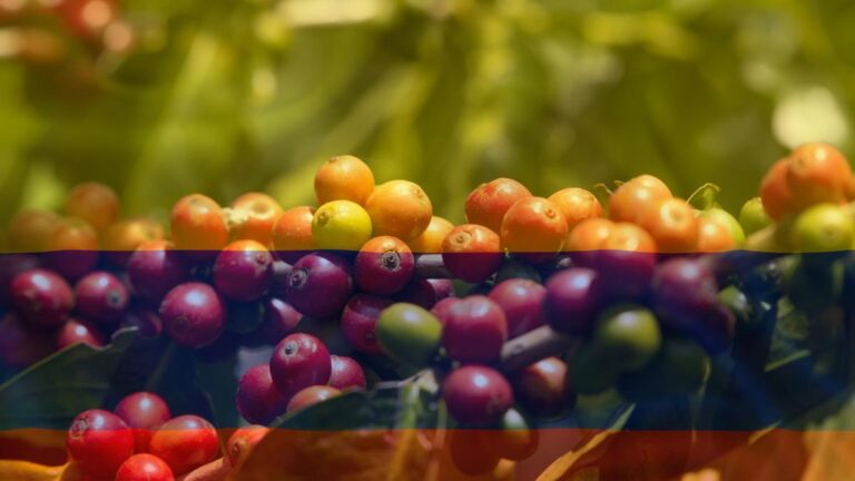 Auge en producción de café, pero con denuncias laborales