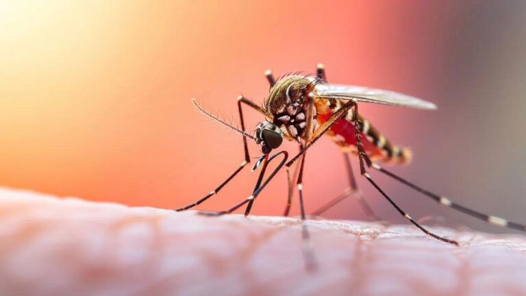 Vacunación gratuita contra la fiebre amarilla en Medellín: puntos habilitados y requisitos