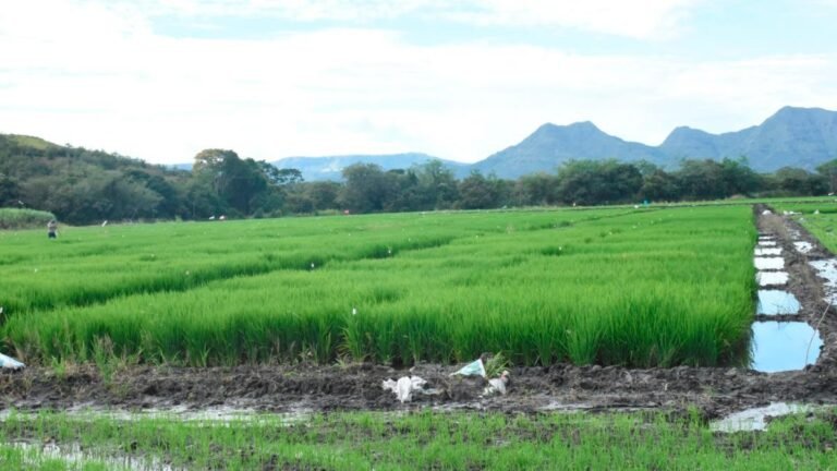 Así quedaron los nuevos precios regionales del arroz tras acuerdo con el gobierno Petro
