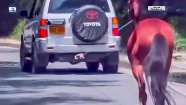 Un caballo halado por un carro en el oriente antioqueño, generó indignación en las redes sociales