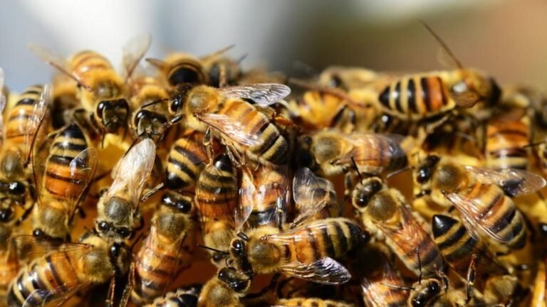 Tragedia ambiental en Andes: un millón de abejas muertas genera alarma