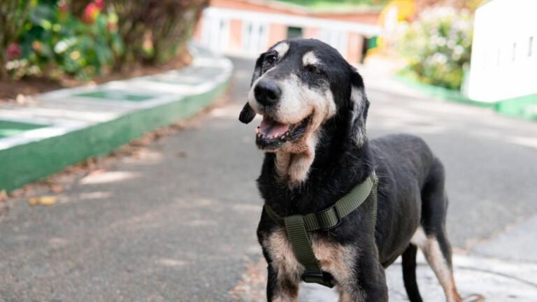 Más de 700 animales llevan años esperando un hogar en Medellín: 87 han pasado más de una década en un refugio