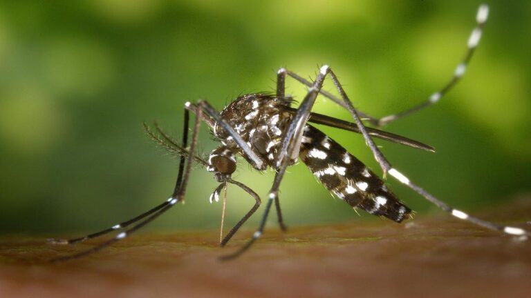 Alerta de chikungunya en Europa: Francia confirma casos locales por expansión del mosquito tigre
