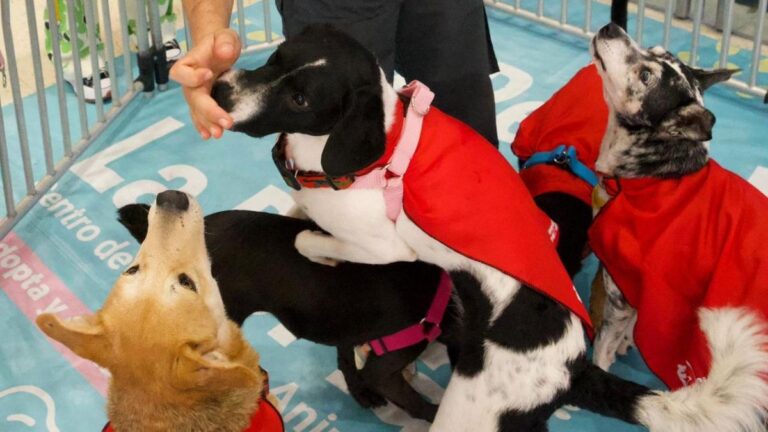 “Adopta un Superhéroe”: los verdaderos héroes esperan por ti fuera del cine