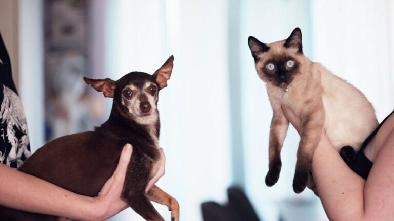 El 83% de los antioqueños tiene mascota, según encuesta de Fenalco
